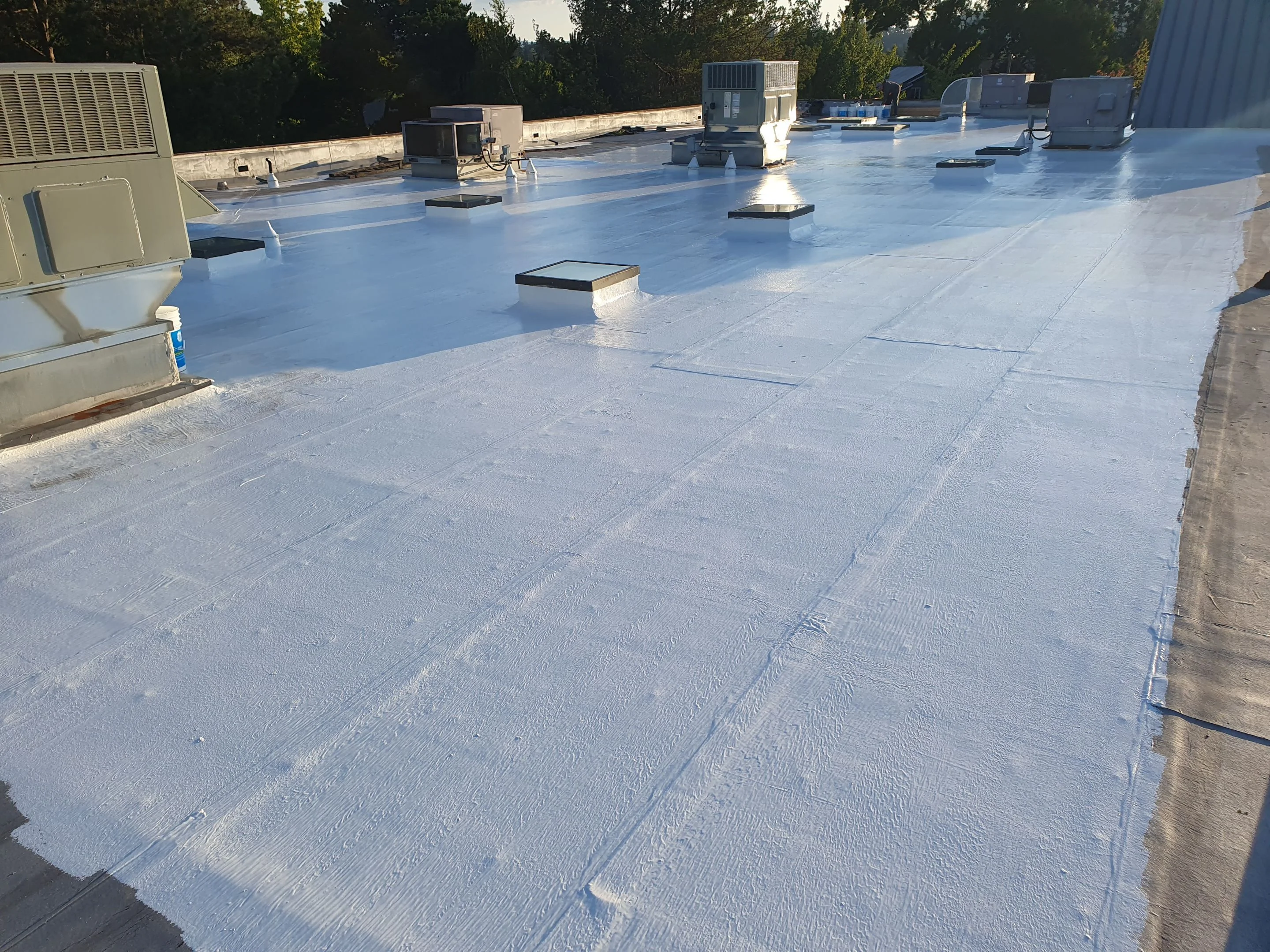 A large commercial built-up flat roof freshly coated in bright white silicone in low evening sun, its rooftop HVAC units, vents, and skylights sealed in, running to a metal-edged parapet with evergreens behind it.